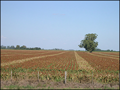 sorgo1